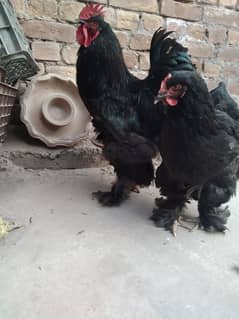 Bhrama eggs available