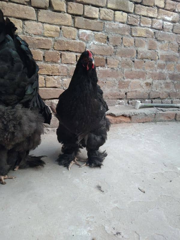 Bhrama eggs available 3