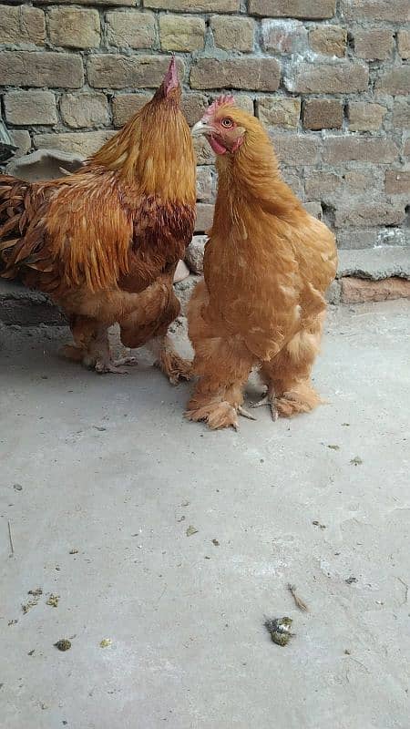 Bhrama eggs available 5