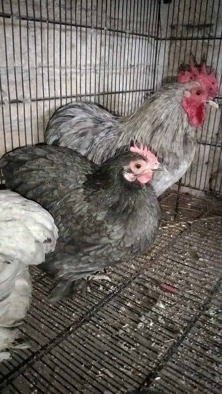 Bhrama eggs available 8