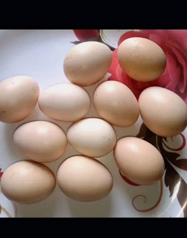 Bhrama eggs available 9