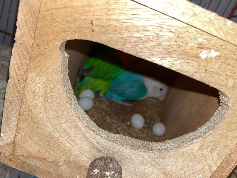 love birds breeder pair with eggs 0