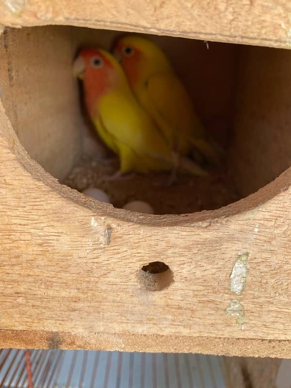 love birds breeder pair with eggs 3