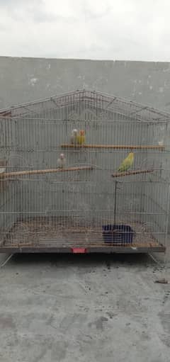 love birds breeder pair plus breeding boxes or cage