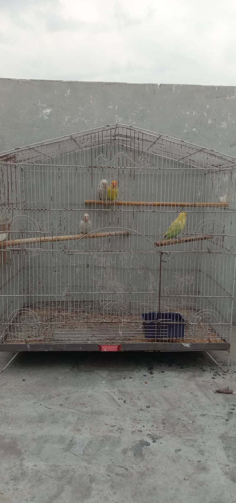 love birds breeder pair plus breeding boxes or cage 0