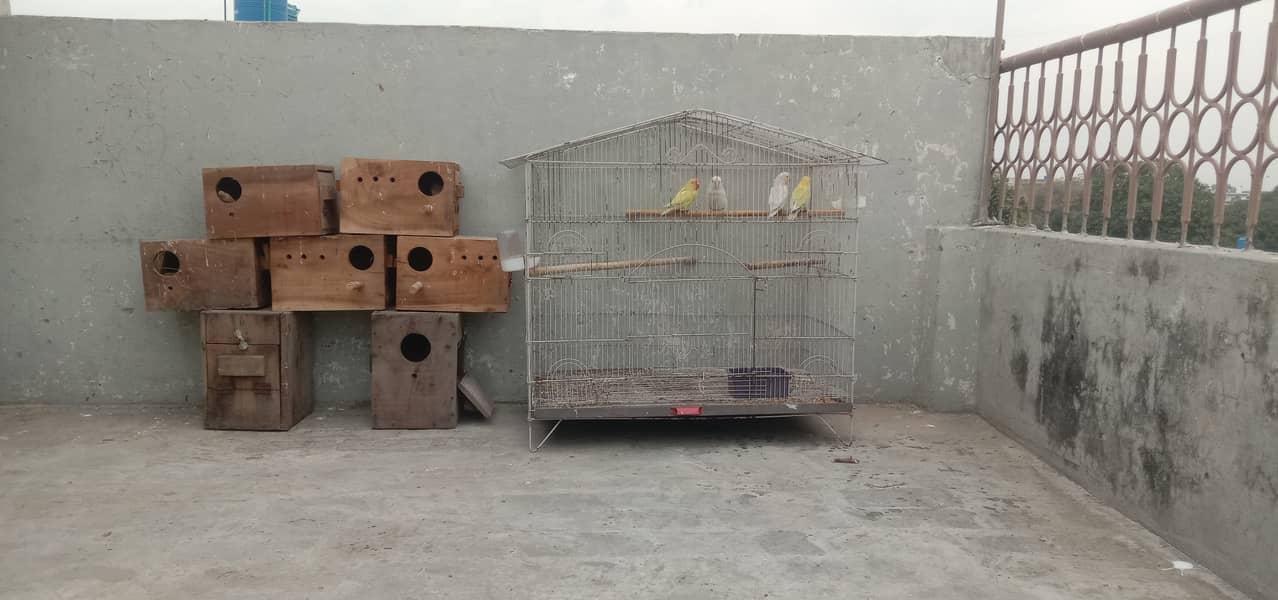 love birds breeder pair plus breeding boxes or cage 2