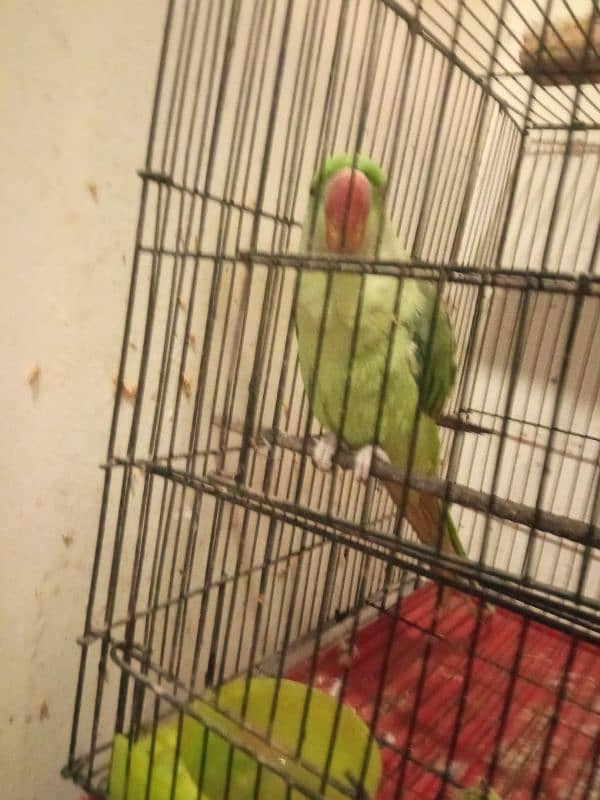 raw female cage 13 month ha full hand team h full talking krti ha 10