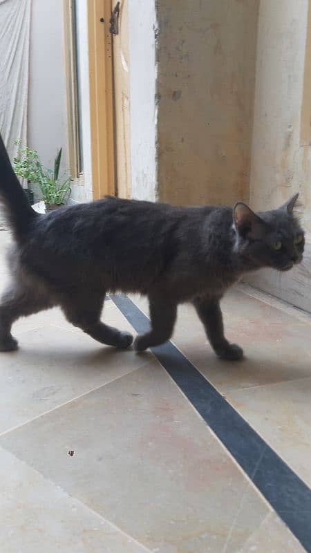 5 Months Persian Cat only 6k 1