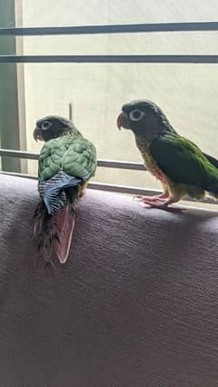 hand tame green cheeks conure