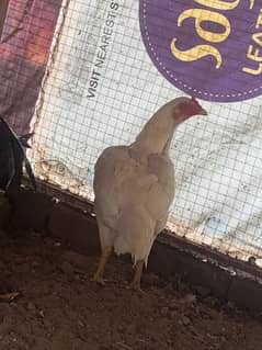 White Aseel Hens pair