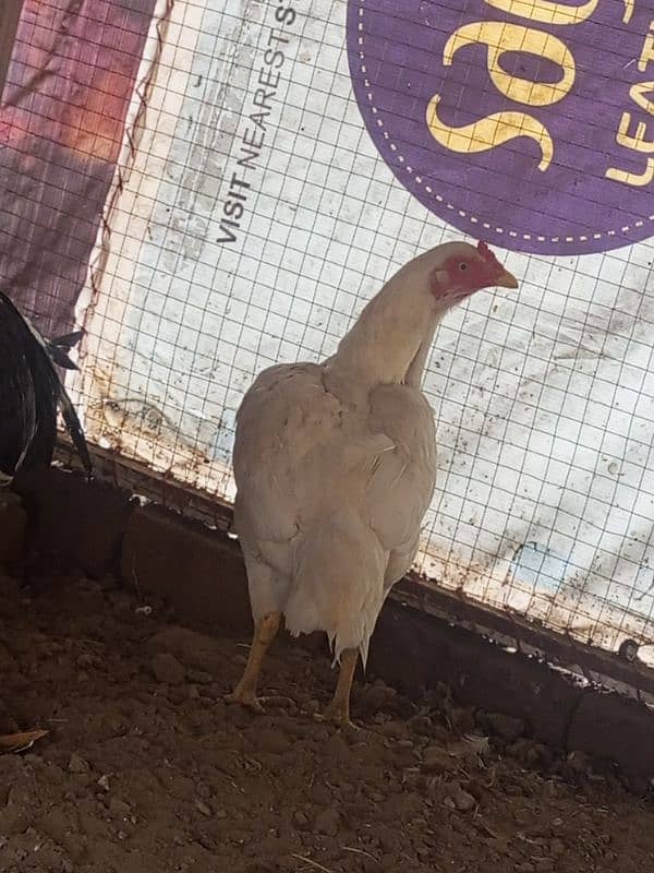 White Aseel Hens 0