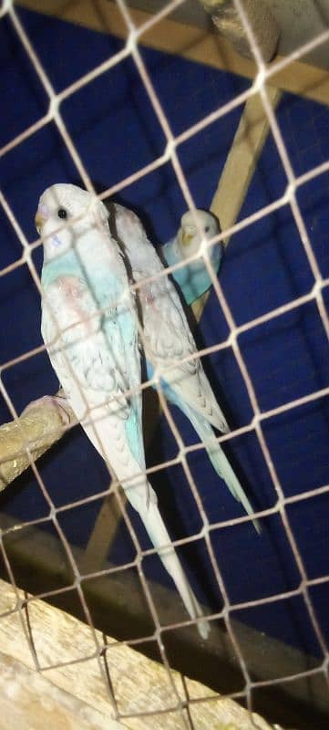 Cute budgies parrots female male mix total 8 2