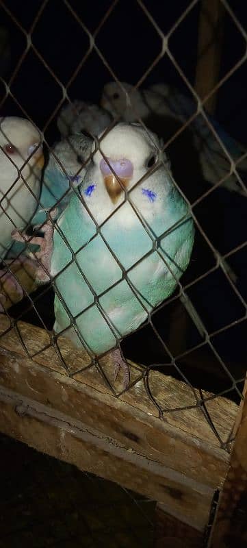 Cute budgies parrots female male mix total 8 3