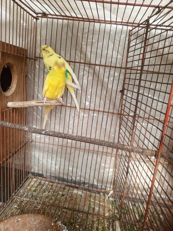 2 breeder pair available exchange ho Jai ga aseel chuzon sth 0