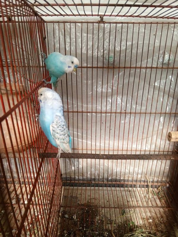 2 breeder pair available exchange ho Jai ga aseel chuzon sth 1