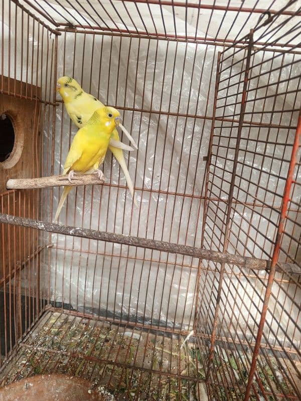 2 breeder pair available exchange ho Jai ga aseel chuzon sth 2