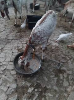 makii chini goat  for sell