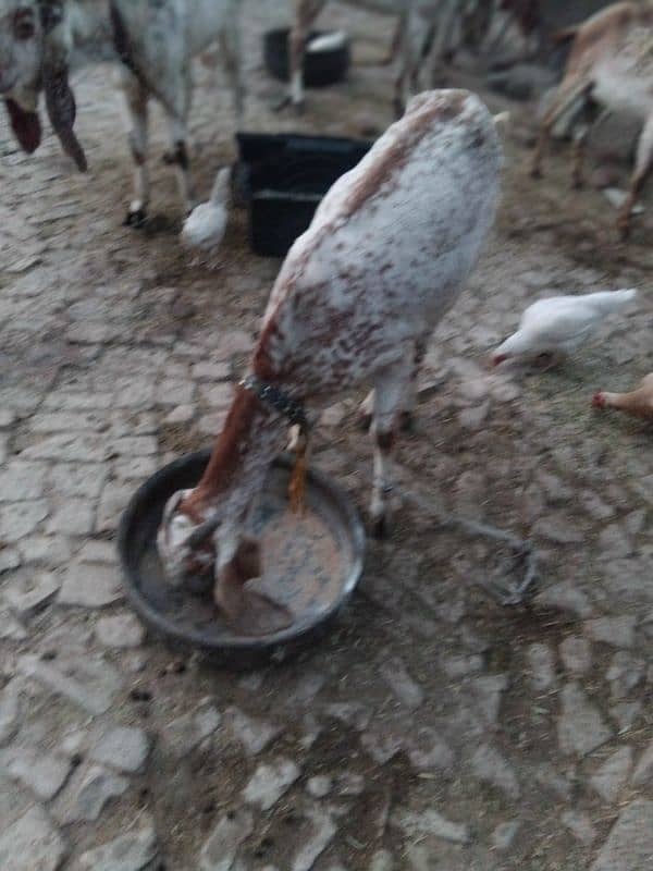 makii chini goat  for sell 0