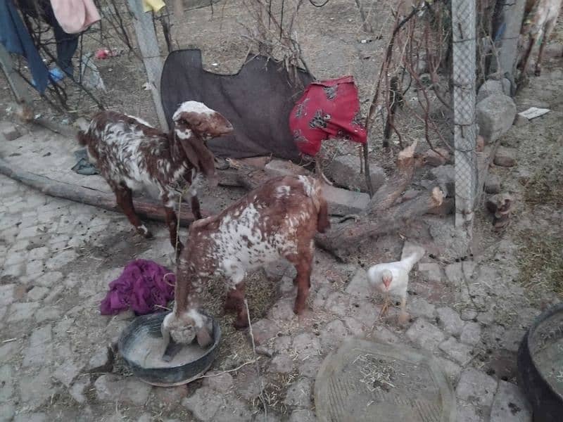 makii chini goat  for sell 3