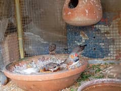 Zebra Finch