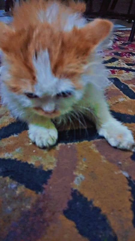 CAT TRIPLE COT PERSIAN AGE 3 MONTH 1