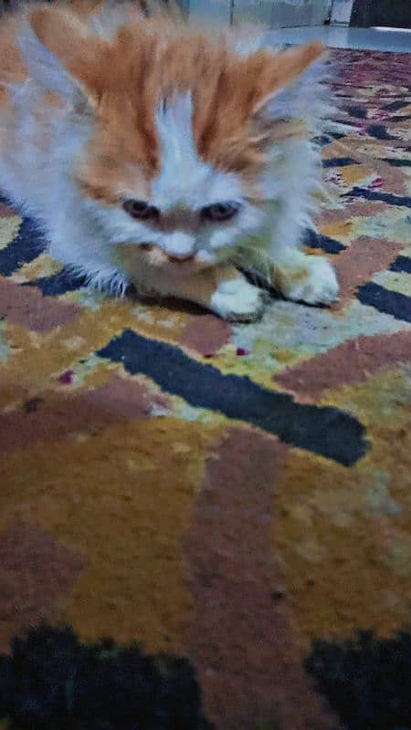 CAT TRIPLE COT PERSIAN AGE 3 MONTH 4