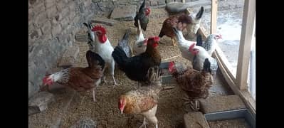 Golden Misri egg laying hens & kruk hen availble