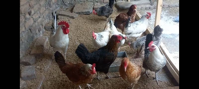 Golden Misri egg laying hens & kruk hen availble 1