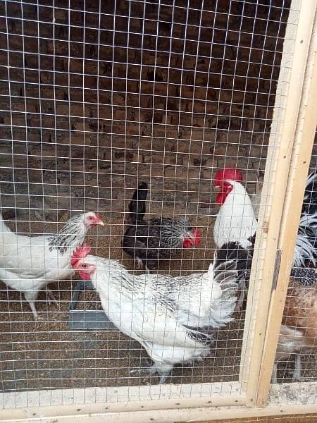 Golden Misri egg laying hens & kruk hen availble 2