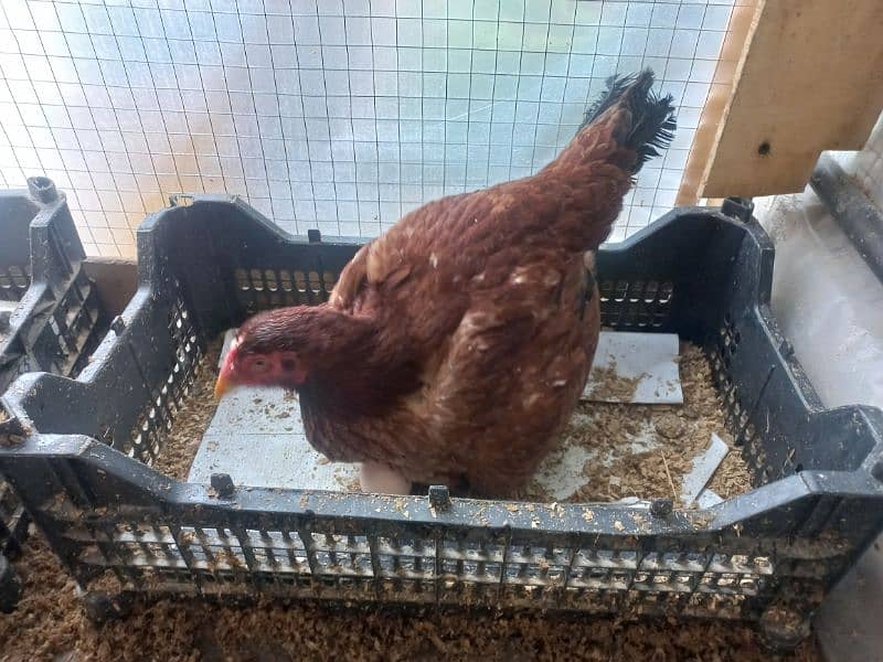 Golden Misri egg laying hens & kruk hen availble 3