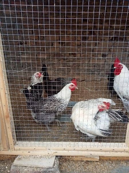 Golden Misri egg laying hens & kruk hen availble 4