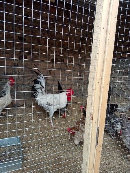 Golden Misri egg laying hens & kruk hen availble 5