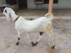 goat for sale