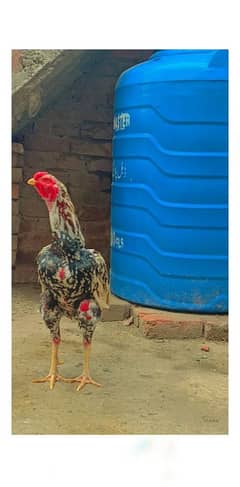 peur kamalia male for sale high quality Long hight me male