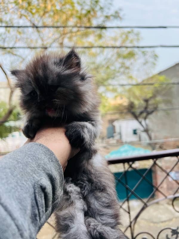 Persian kittens 7