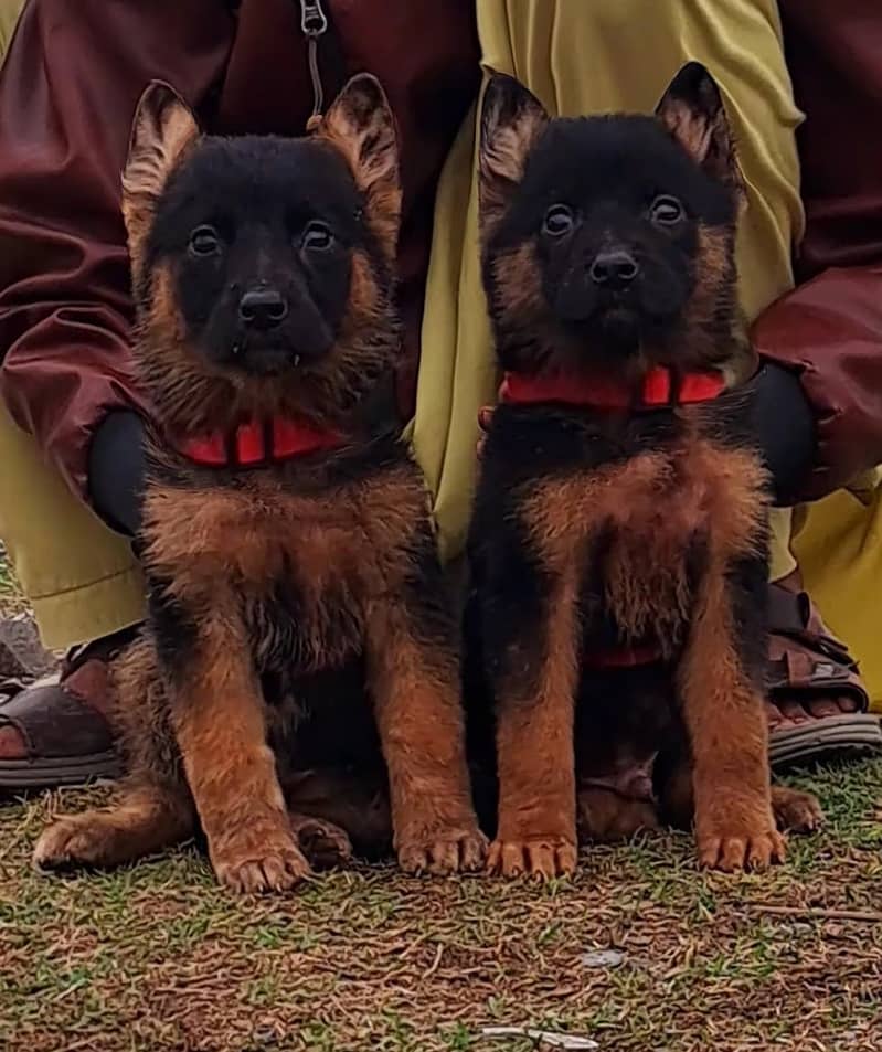 German Shepherd puppies/  German Shepherd dog/ German Shepherd pair 0