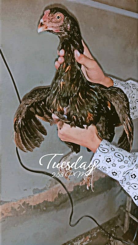 aseel hen with chicks 5