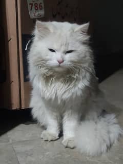 Majestic White Persian Cat – Beautiful, Playful & Well-Groomed