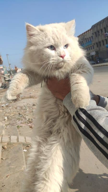 Majestic White Persian Cat – Beautiful, Playful & Well-Groomed 2