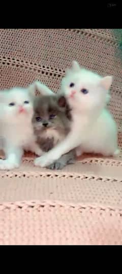 Persian Male & Female Triple coated kitten - 6 kittens