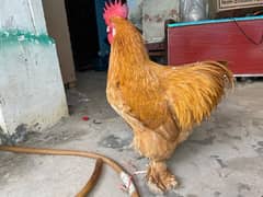 Golden Buff Male For Sale , Fancy Hens Eggs Chicks