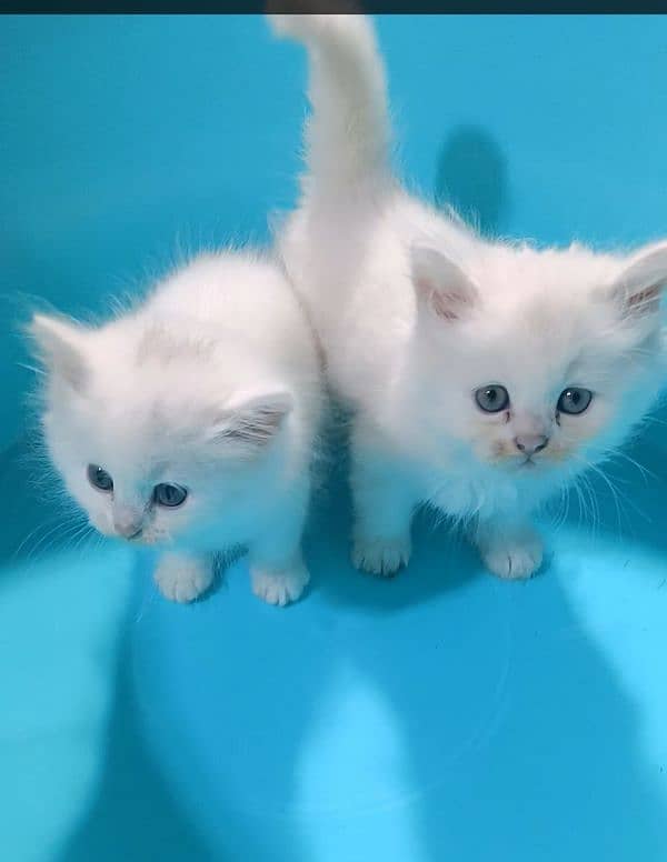 kittens pair 2