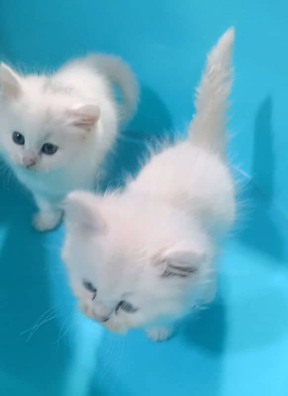 kittens pair 3