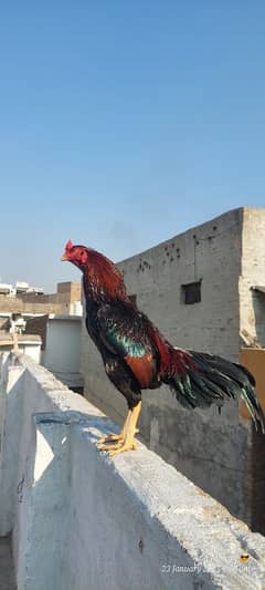 Aseel quality bird