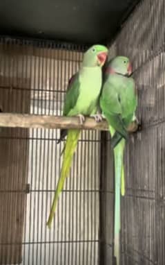 raw parrot breeder pair with breeding history