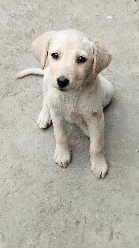 Labrador female For sale 0