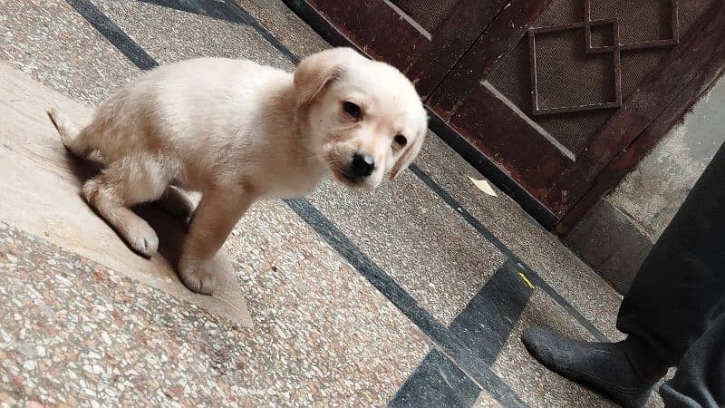 Labrador female For sale 2