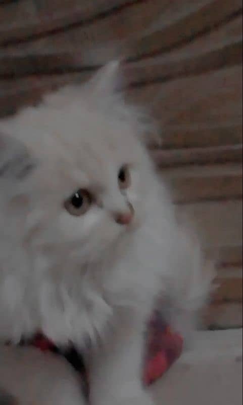 Persian kitten 1