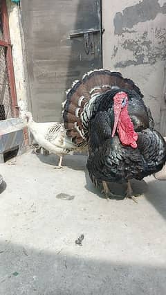 Turkey breeder pair