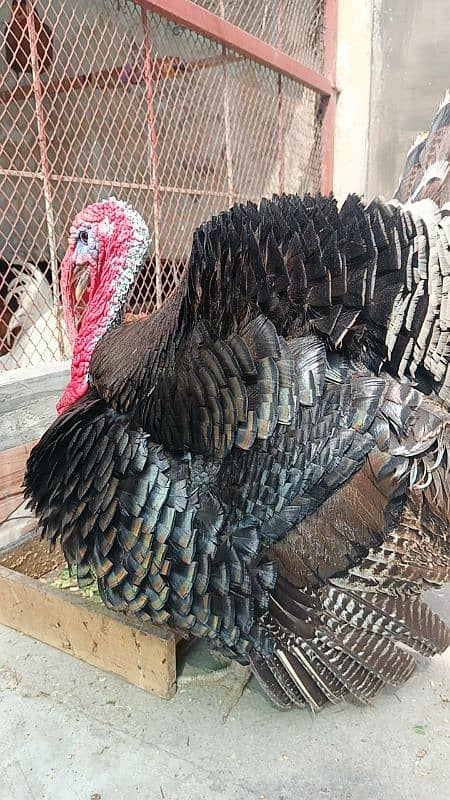 Turkey breeder pair 3